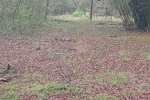 23818 NE 140th Ave, Fort Mc Coy, FL 32134 - Photo 3