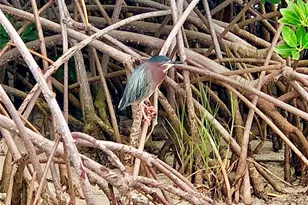 7979 Sailboat Key Blvd S, South Pasadena, FL 33707 - Photo 43