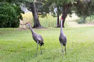 13234 Royal George Ave, Odessa, FL 33556 - Photo 57