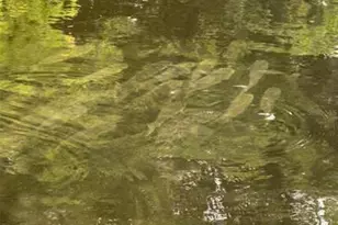 265 96th Ave N, Saint Petersburg, FL 33702 - Photo 75