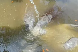 265 96th Ave N, Saint Petersburg, FL 33702 - Photo 71