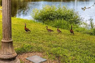 6449 Dartmouth Ave N, Saint Petersburg, FL 33710 - Photo 11