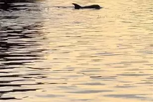 8717 Bay Pointe Dr, Tampa, FL 33615 - Photo 41