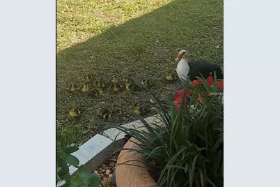 1100 Belcher Road S #454, Largo, FL 33771 - Photo 61