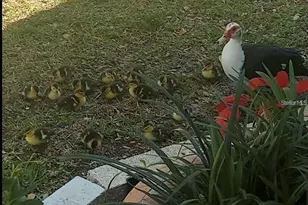 1100 Belcher Road S, Largo, FL 33771 - Photo 61