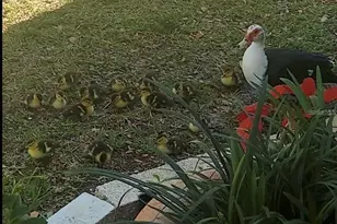 1100 Belcher Road S, Largo, FL 33771 - Photo 51