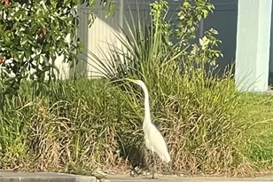 6333 Bear Trail, Weeki Wachee, FL 34607 - Photo 51