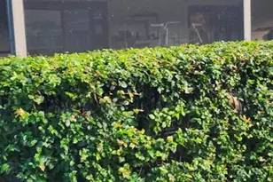 1337 Brampton Cove, Wellington, FL 33414 - Photo 15