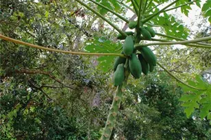 4225 Old Bradenton Rd, Sarasota, FL 34234 - Photo 17