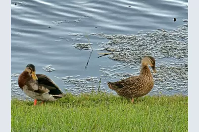 17041 Pocket Reel Lane, Wimauma, FL 33598 - Photo 39