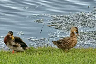 17041 Pocket Reel Ln, Wimauma, FL 33598 - Photo 39