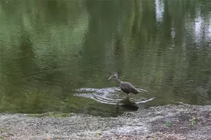 11702 Raintree Village Blvd, Temple Terrace, FL 33617 - Photo 37