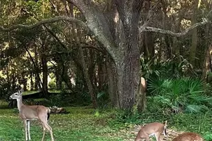 12054 Quail Ridge Dr, Spring Hill, FL 34610 - Photo 51