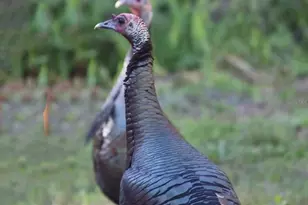 12054 Quail Ridge Dr, Spring Hill, FL 34610 - Photo 53