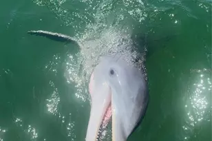 2518 Coral Ct., Indian Rocks Beach, FL 33785 - Photo 43