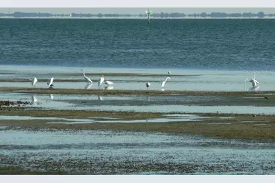 2158 Blossom Way S, Saint Petersburg, FL 33712 - Photo 65