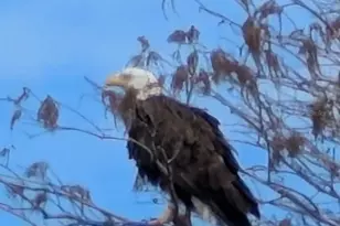 2599 Dolly Bay Dr, Palm Harbor, FL 34684 - Photo 45