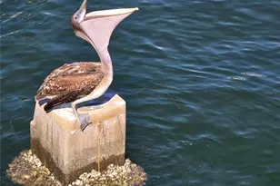 701 42nd Ave S, Saint Petersburg, FL 33705 - Photo 51