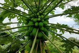 10342 Shady Dr, Hudson, FL 34669 - Photo 45