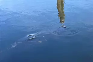 4400 Beach Dr SE, Saint Petersburg, FL 33705 - Photo 53