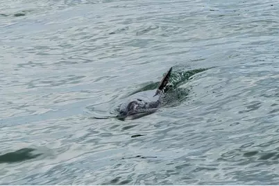 9 Haig Place #104, Dunedin, FL 34698 - Photo 33