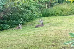 1482 Glengarry Dr, Palm Harbor, FL 34684 - Photo 17