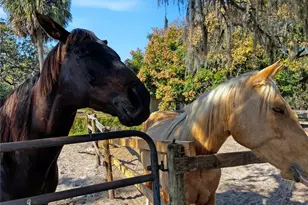 9615 Eden Ave, Hudson, FL 34667 - Photo 89