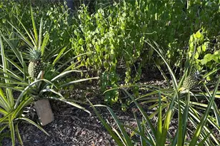 4725 S Trent Terrace, Homosassa, FL 34446 - Photo 31