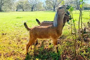 11419 Old Crystal River Rd, Brooksville, FL 34601 - Photo 23