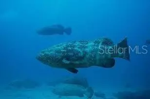 16 Paradise Ln, Saint Petersburg, FL 33706 - Photo 29