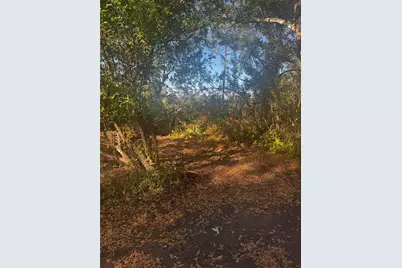 11-20 Anno, Tampa, FL 33625 - Photo 3