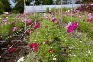 17620 Nectar Flume Dr, Land O Lakes, FL 34638 - Photo 49
