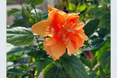 5925 Shore Boulevard S #505, Gulfport, FL 33707 - Photo 91