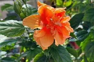 5925 Shore Blvd S, Gulfport, FL 33707 - Photo 91