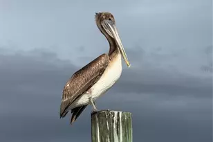 5925 Shore Blvd S, Gulfport, FL 33707 - Photo 81