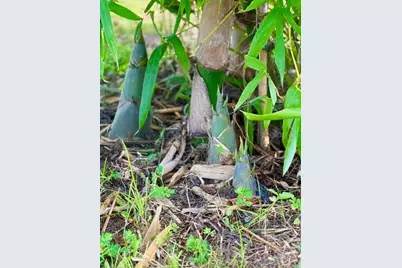 4277 Mineral Branch Road, Zolfo Springs, FL 33890 - Photo 15