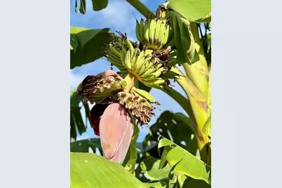 4277 Mineral Branch Road, Zolfo Springs, FL 33890 - Photo 23