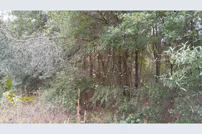 Rolling Meadow, Land O Lakes, FL 34639 - Photo 1