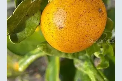 6041 13th Avenue, New Port Richey, FL 34653 - Photo 39