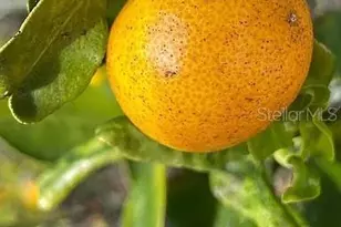 6041 13th Ave, New Port Richey, FL 34653 - Photo 39