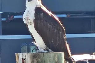 [Address not provided], Madeira Beach, FL 33708 - Photo 33