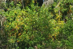 22380 Powell Rd, Brooksville, FL 34602 - Photo 31