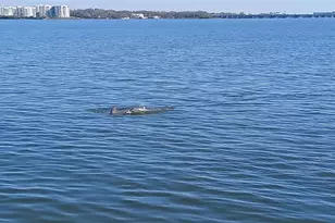 19029 US Hwy 19 N, Clearwater, FL 33764 - Photo 35