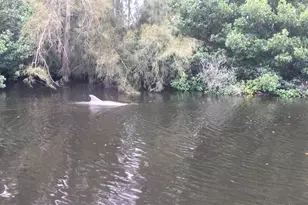 201 79th Ave NE, Saint Petersburg, FL 33702 - Photo 65