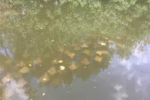 201 79th Ave NE, Saint Petersburg, FL 33702 - Photo 67