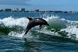 5200 Brittany Dr S, Saint Petersburg, FL 33715 - Photo 55