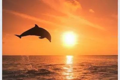 4908 Harbor Woods Drive, Palm Harbor, FL 34683 - Photo 79