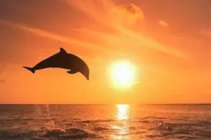 4908 Harbor Woods Dr, Palm Harbor, FL 34683 - Photo 79