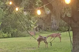 14832 Windigo Ln, Orlando, FL 32828 - Photo 53