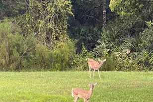 1333 Shady Pine Way, Tarpon Springs, FL 34688 - Photo 3